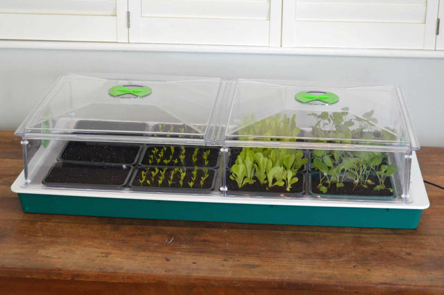 Propagator Vitopod groot 100 W verwarmd met thermostaat (kies hoogte)