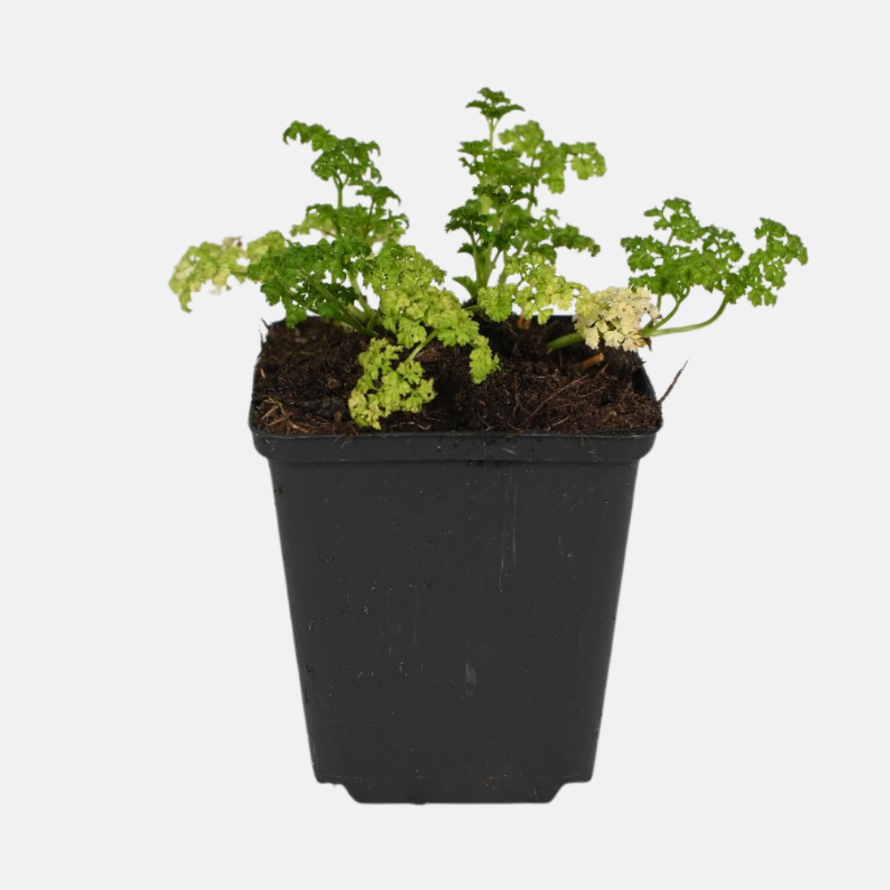 Chervil - Pot P9