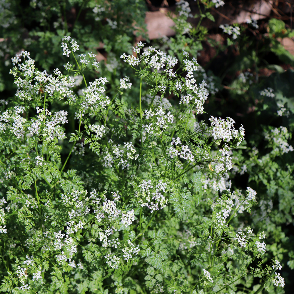 Chervil - Pot P9