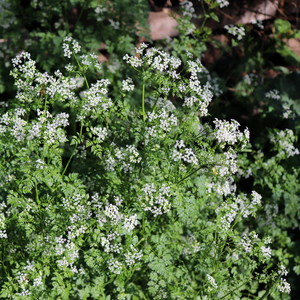 Chervil - Pot P9
