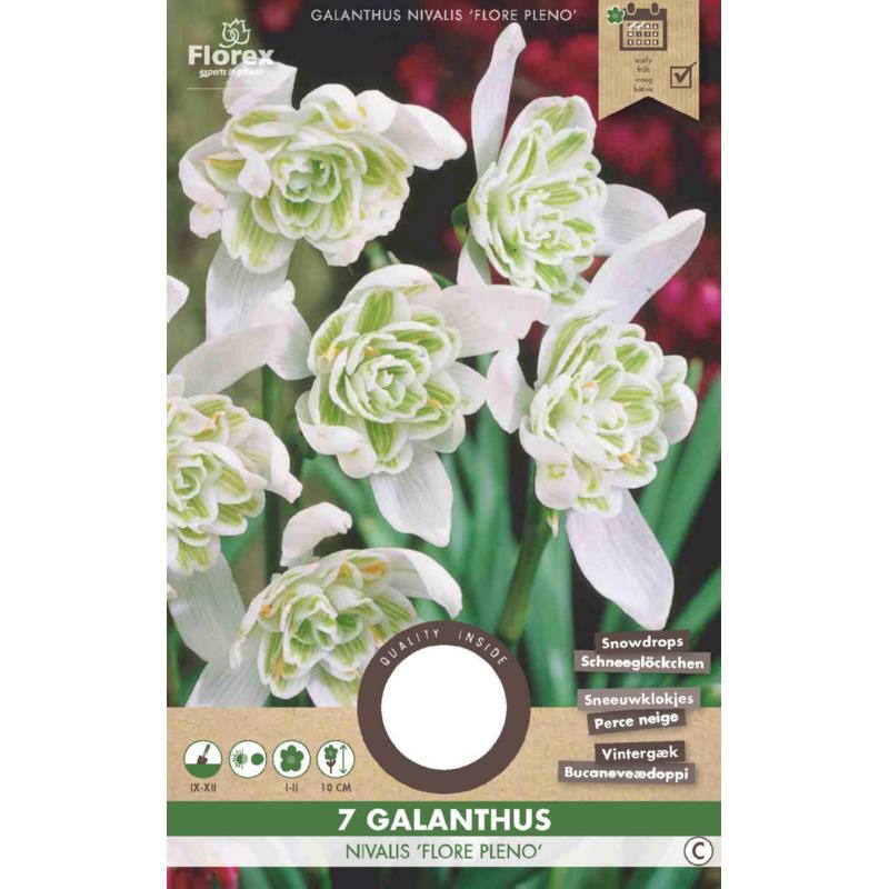 Sneeuwklokjes (Galanthus Flore pleno) - 7 stuks