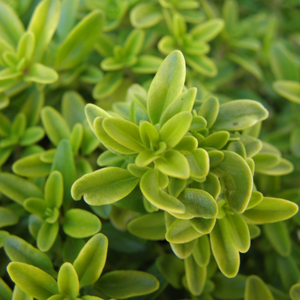 Yellow-leaved lemon thyme (thymus citr.) - 'Aureus' BIO