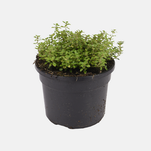 Yellow-leaved lemon thyme (thymus citr.) - 'Aureus' BIO