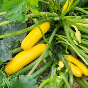 Gele courgette plant 1 stuk BIO