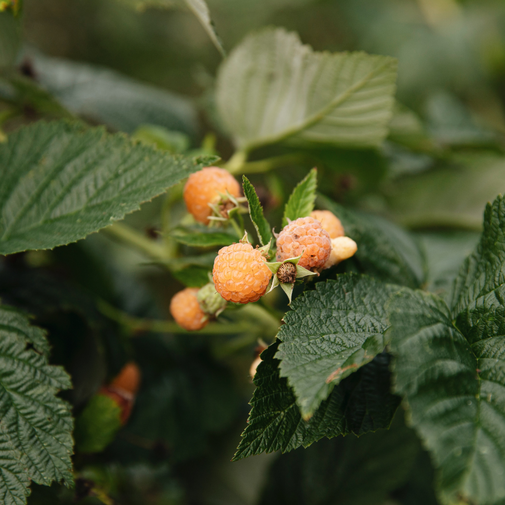 Framboise de fin d'été 'Golden Everest' BIO