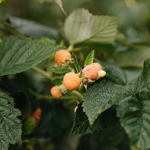Framboise de fin d'été 'Golden Everest' BIO