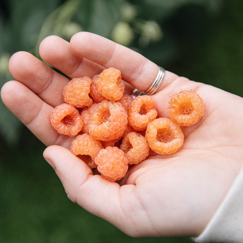 Framboise de fin d'été 'Golden Everest' BIO