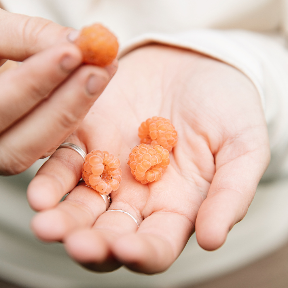 Framboise de fin d'été 'Golden Everest' BIO