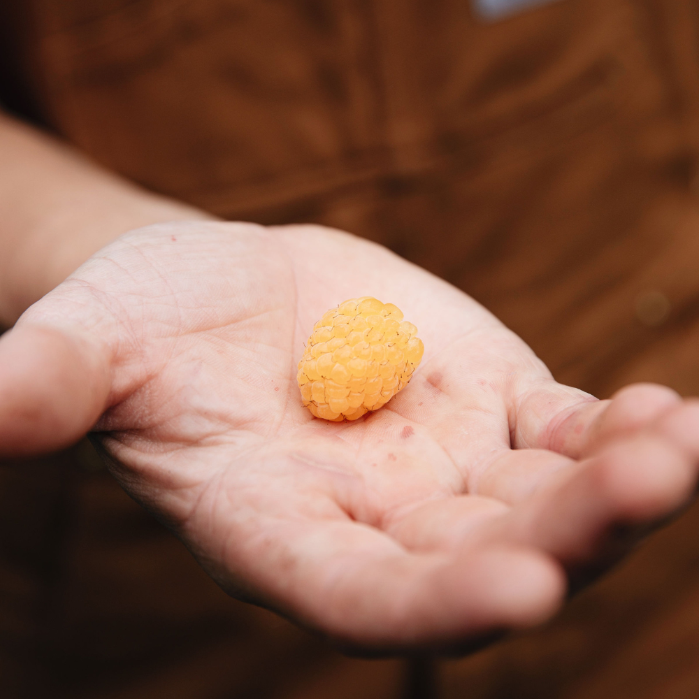 Framboisier d'été 'Golden Everest' BIO - Tardif