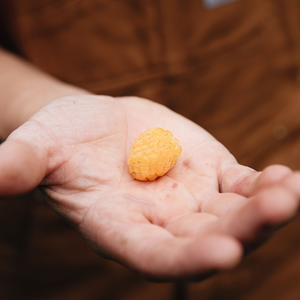 Framboisier d'été 'Golden Everest' BIO - Tardif
