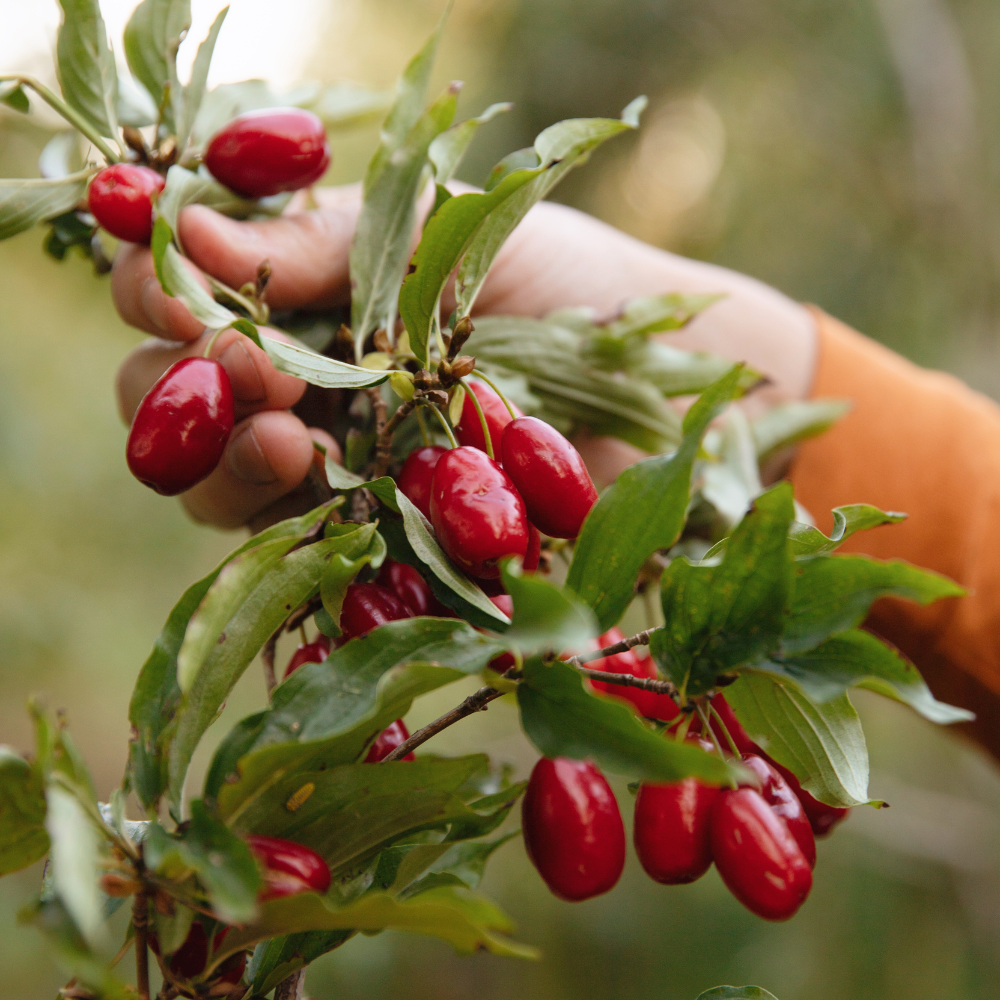 Yellow dogwood 'Juliusz'
