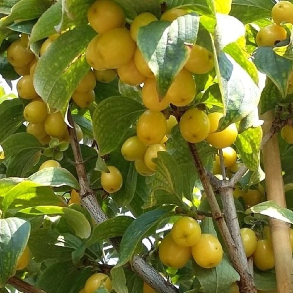 Yellow dogwood 'Jantarnyj'