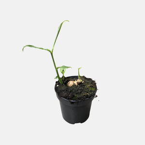 Gember BIO - P9 pot