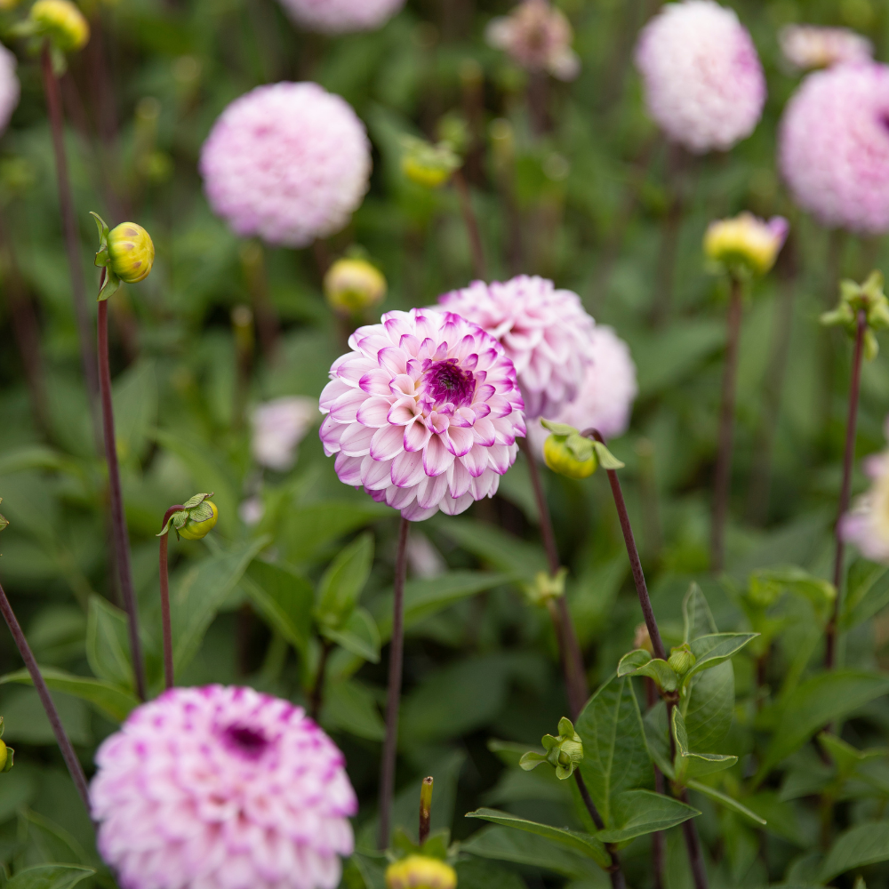 Dahlia 'Genova'