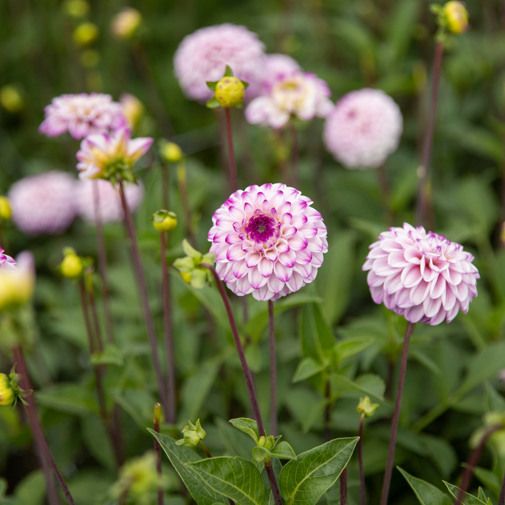 Dahlia 'Genova'