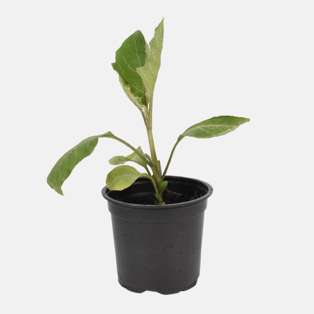 Gestreepte aubergine plant 1 stuk BIO