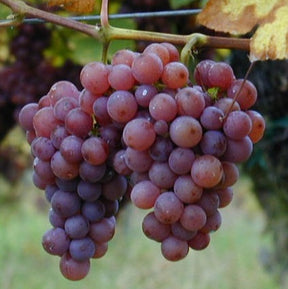 Wijnstok Gewürztraminer