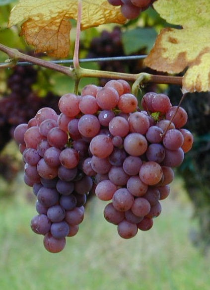 Wijnstok Gewürztraminer