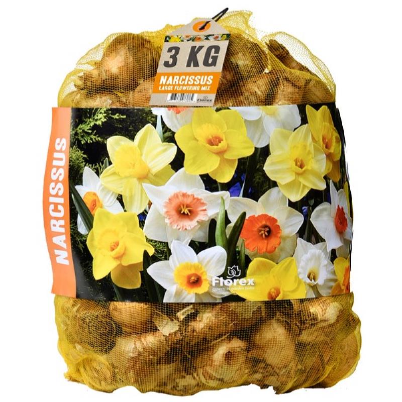 Grootkronige trompetnarcis mix - 3 kg