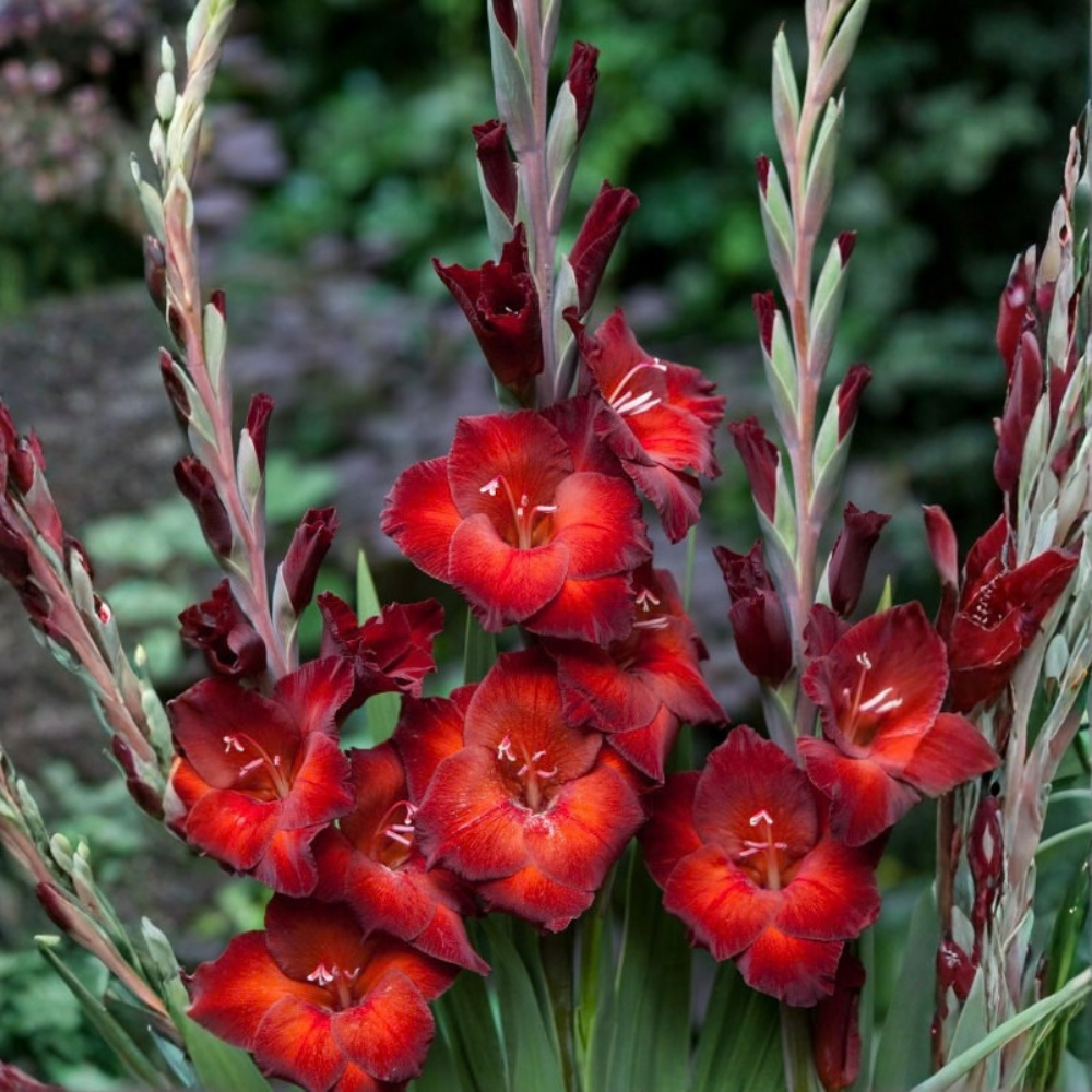 Glaïeul "Azurro" - 10 pièces