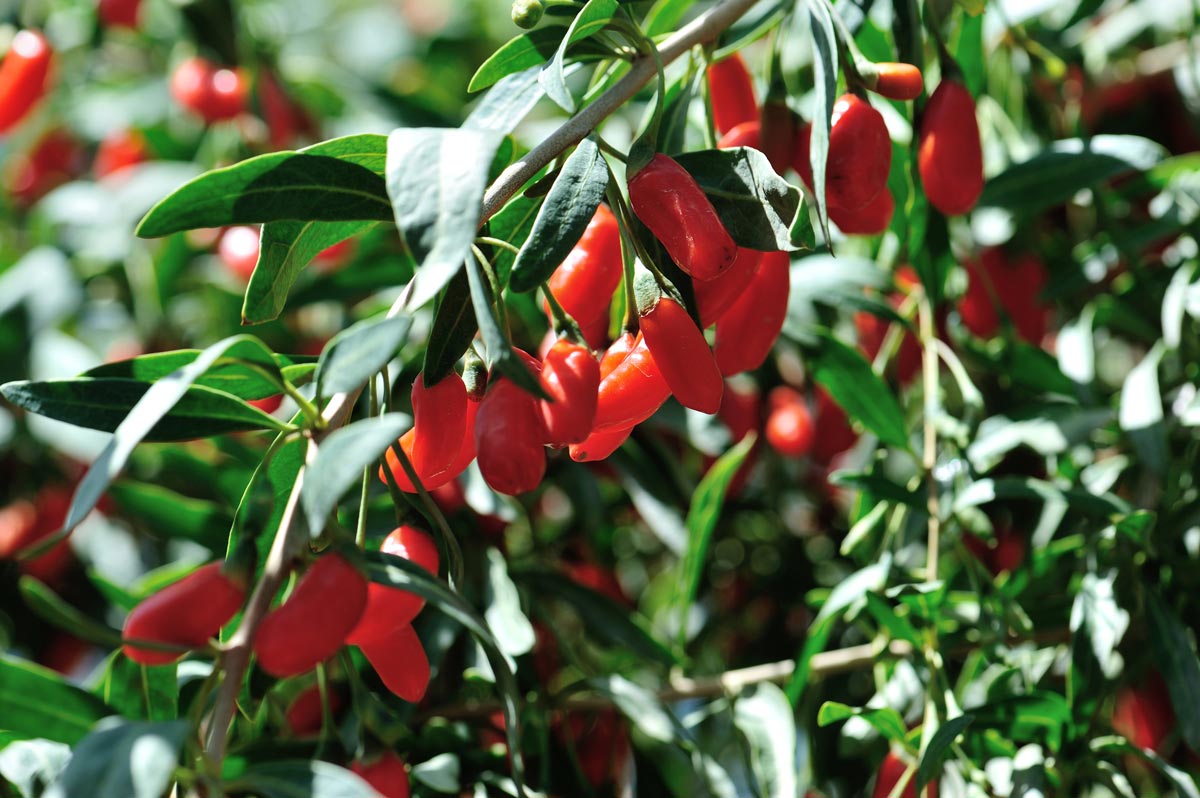 Baie de Goji Lycium b. 'Instant Success' - Pot de 2 litres