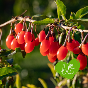Goji berry 'Instant Success' BIO