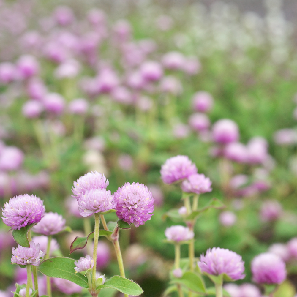 Gomphrena globosa (kogelamarant) - 'Rose'