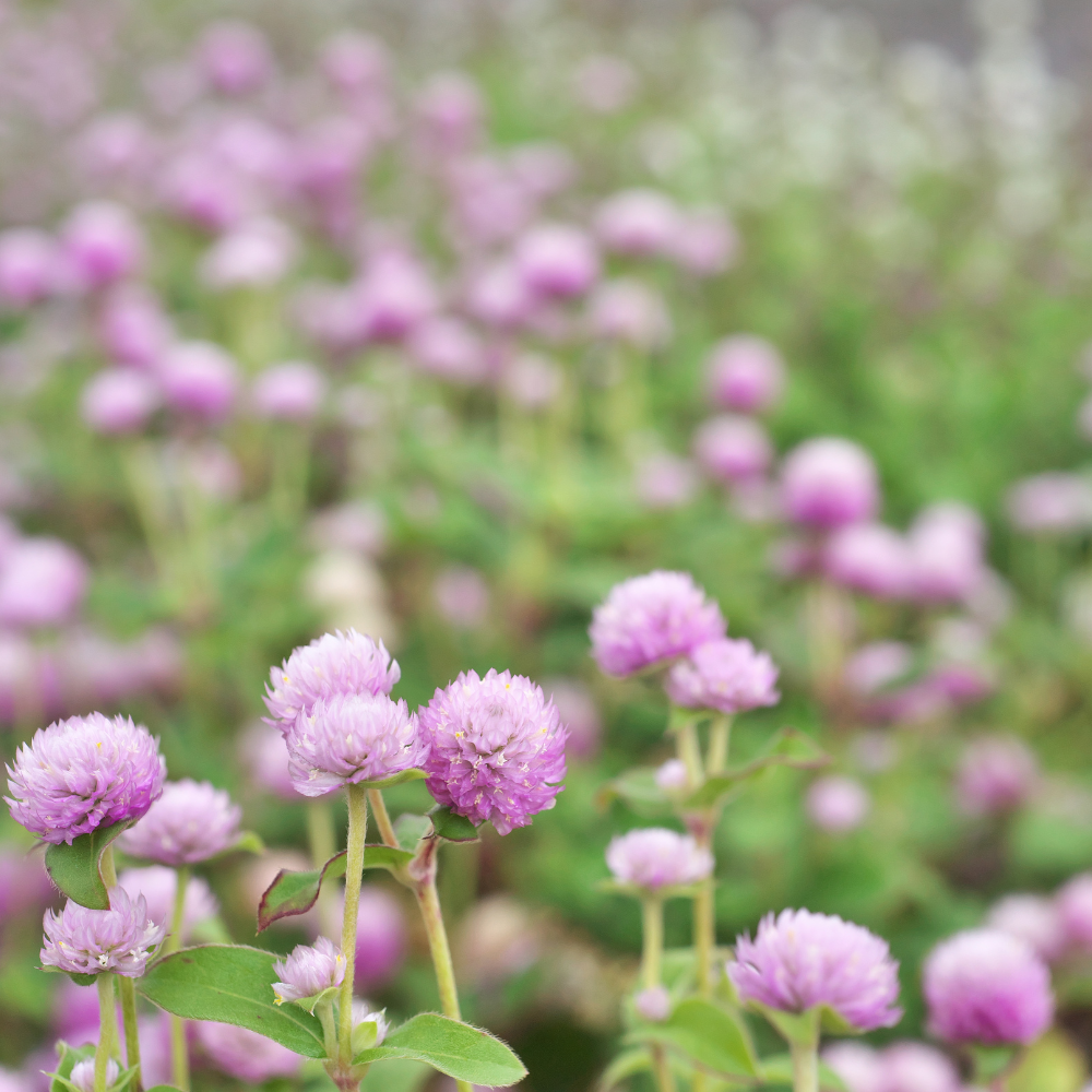 Gomphrena globosa (Kogelamarant) - Rose