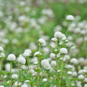 Gomphrena globosa (Kogelamarant) - White