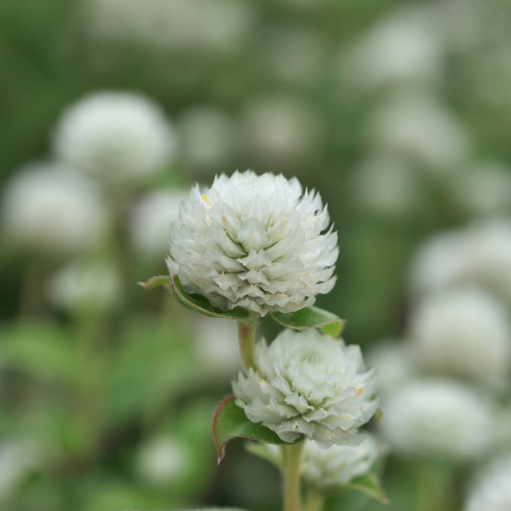 Gomphrena globosa (Bullet Amaranth) - 'Blanc'