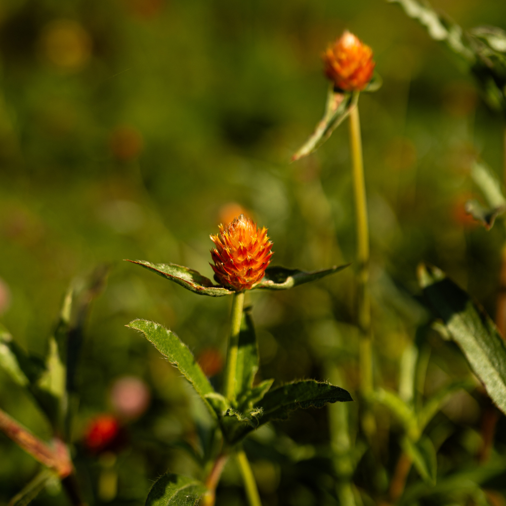 Gomphrena haageana (kogelamarant) - Oranje