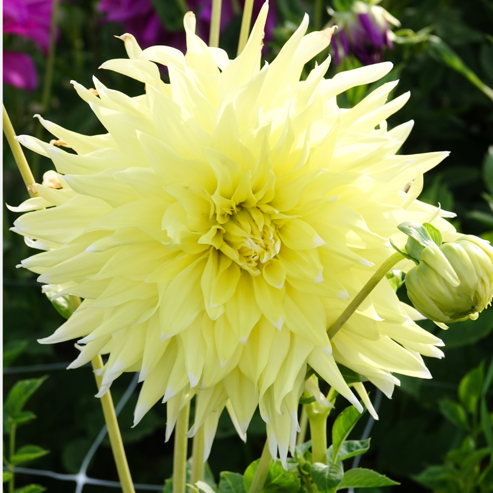 Dahlia 'Grand Prix'
