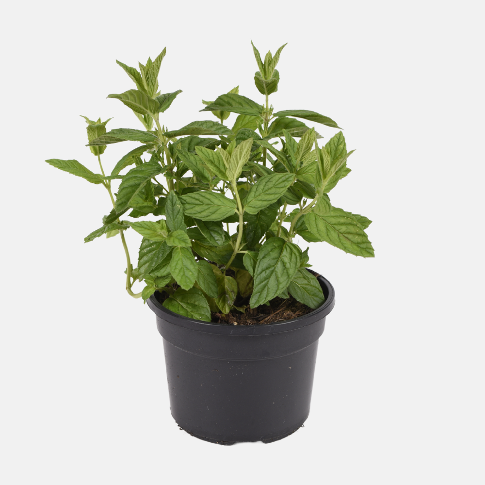 Spearmint (mentha spicata) - 'Spearmint' BIO