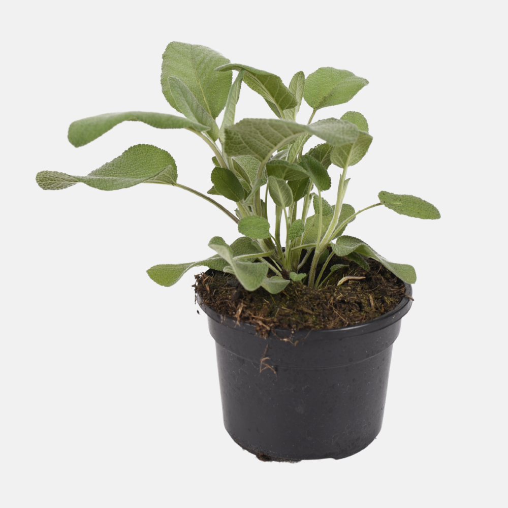 Grootbladige salie (salvia off.) - 'Berggarten' BIO
