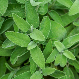 Grootbladige salie (salvia off.) - 'Berggarten' BIO
