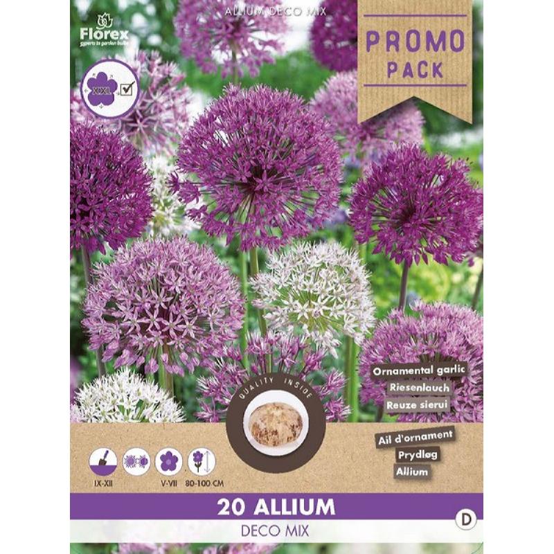 Paquet vrac Allium (oignon ornemental) Deco mix 10/12 20 pièces