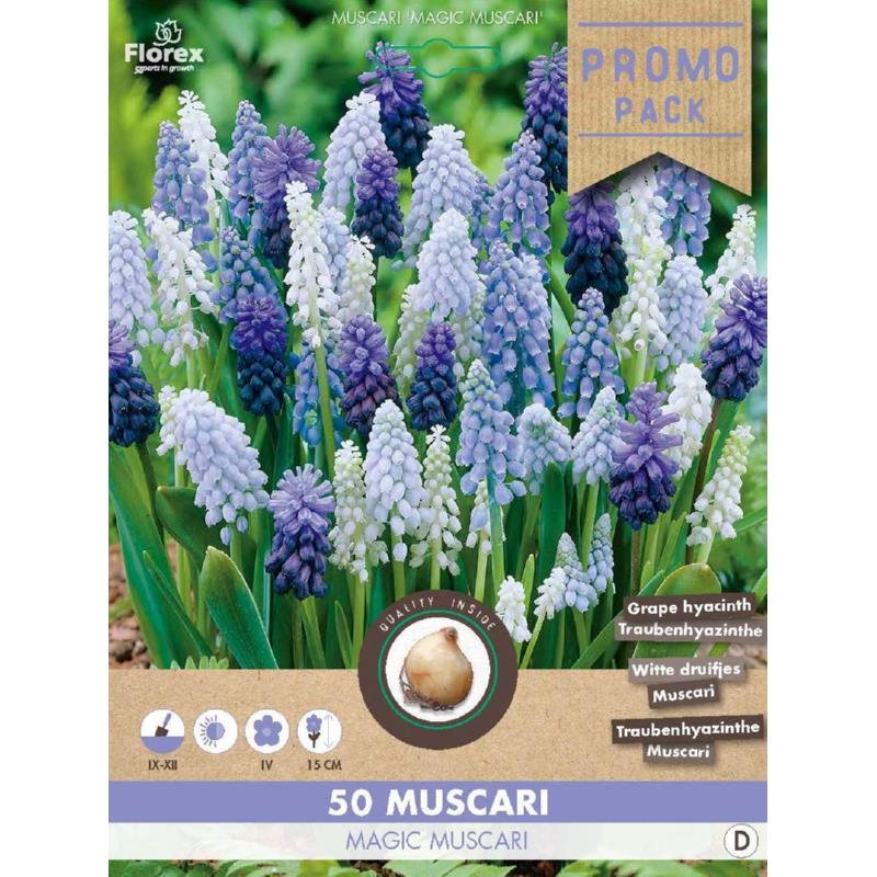 Pack vrac Muscari (raisins bleus) Magic mix 50 pièces