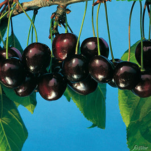 Kirschbaum Große Schwarze Knorpelkirsche in Spalierform