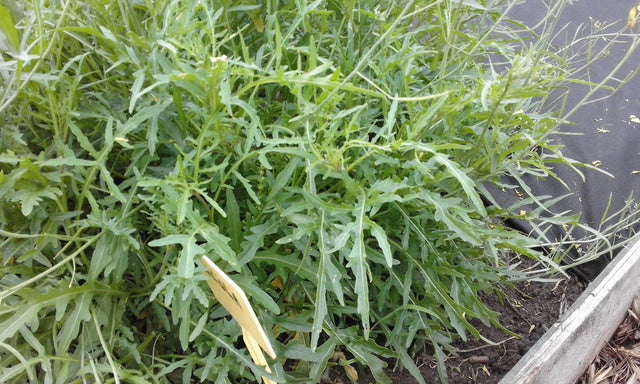 Rucola plantjes BIO 5 stuks