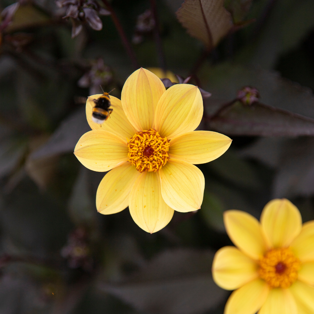 Dahlia 'HS Party'