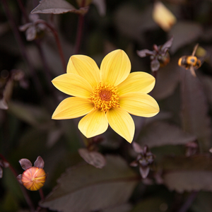 Dahlia 'HS Party'