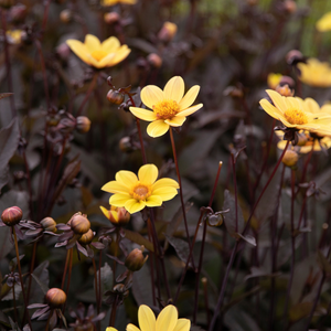 Dahlia 'HS Party'