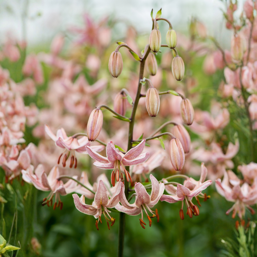 Lis de Crinum 'Powellii' - 1 pièce