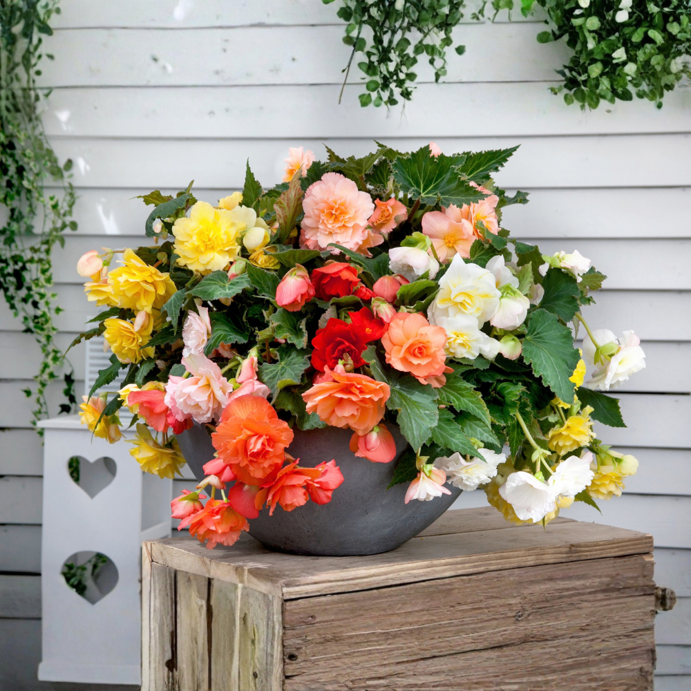 Hangbegonia 'Cascade' - 3 stuks
