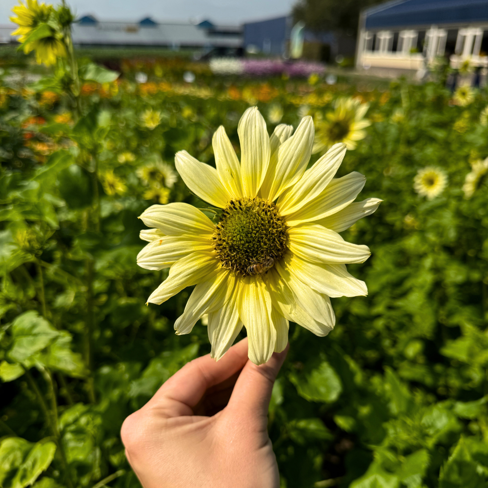 Heliantus debilis (zonnebloem) - Italian Green Heart