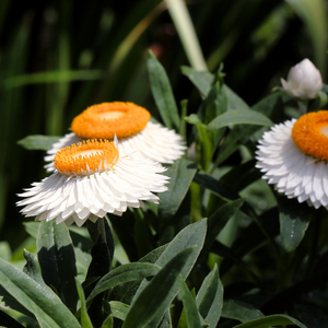 Helichrysum bracteatum (Strohblume) – Cremeweiß