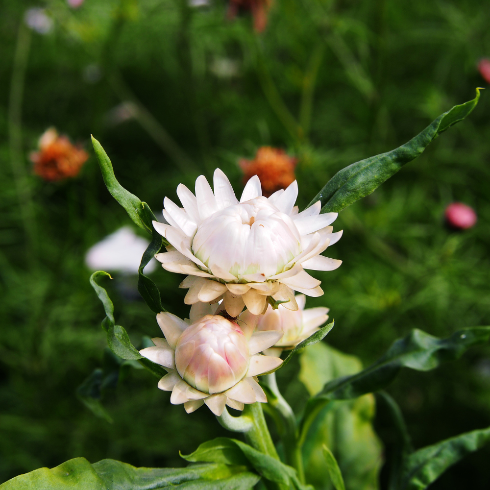 Helichrysum bracteatum (strobloem) - 'Creamy White'