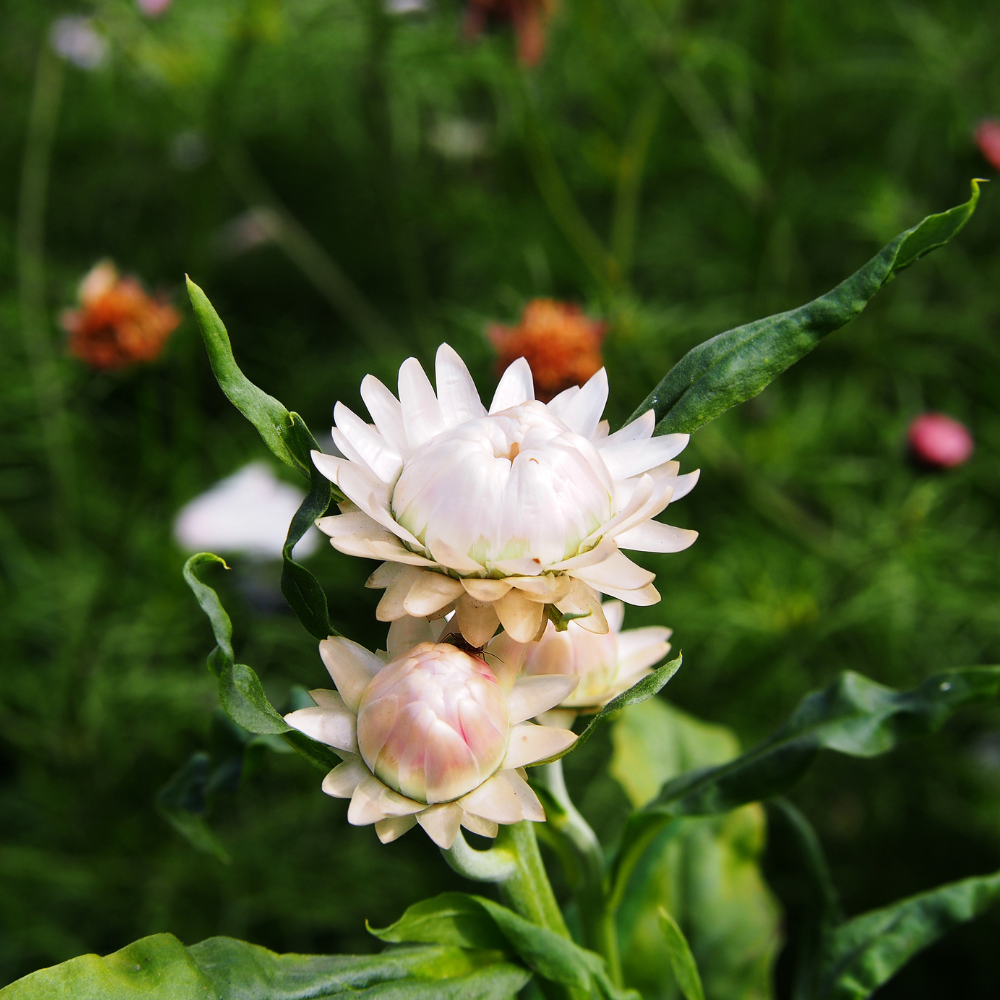 Helichrysum bracteatum (strobloem) - Creamy White