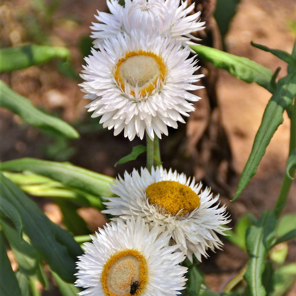 Helichrysum bracteatum (strobloem) - 'Creamy White'
