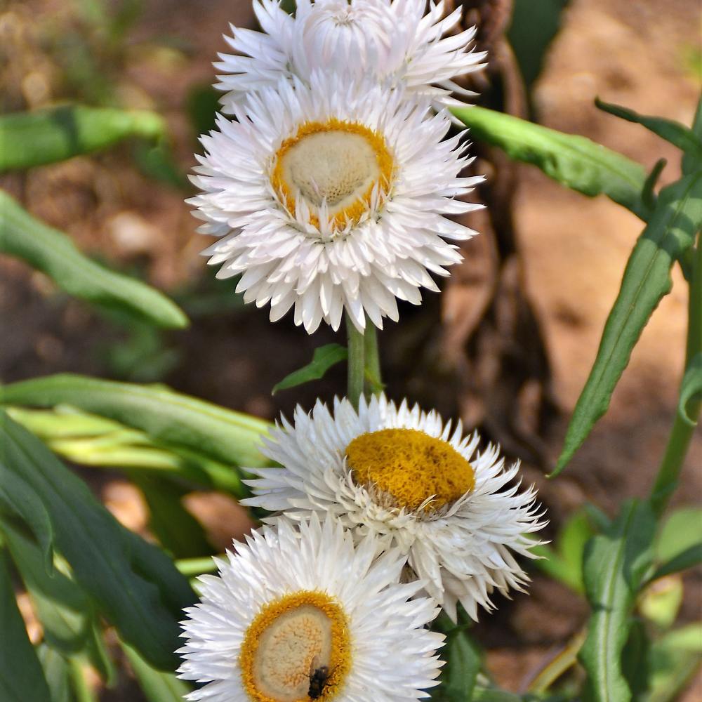 Helichrysum bracteatum (strobloem) - Creamy White